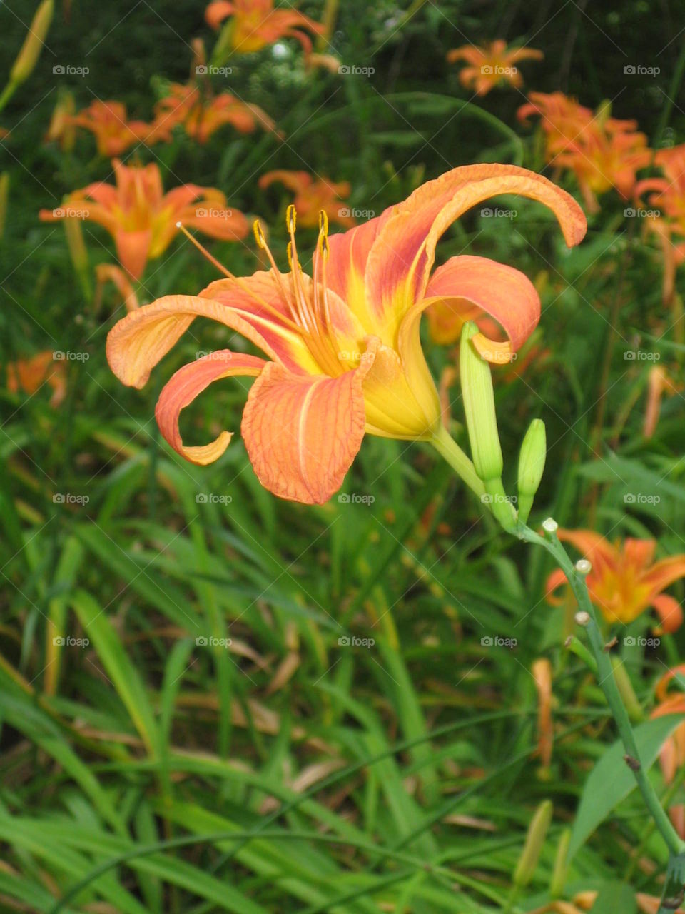 Day Lilies, Tiger Lily. This photo is from a road in Warren County, NJ where millions of day lilies bloom and line the sides of the road.