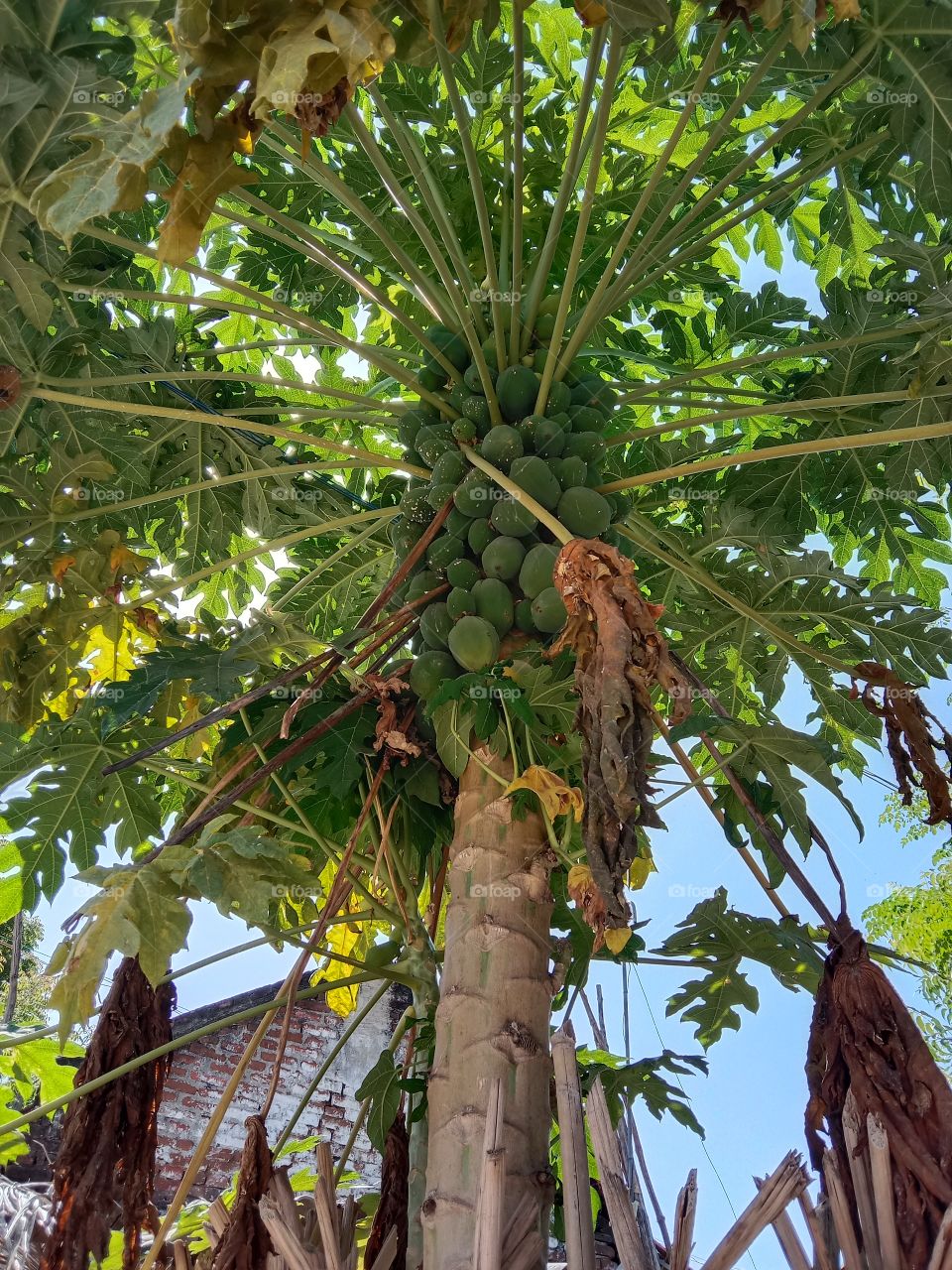 The eating time of papaya