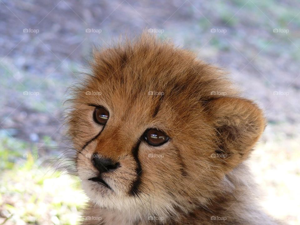 Close-up of cub