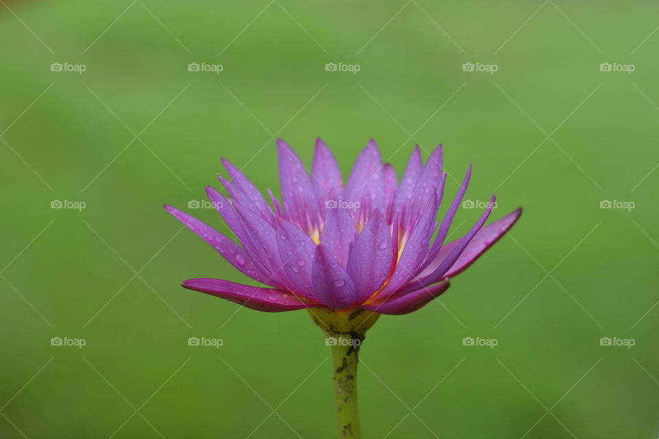 Close up photography of a lotus flower 