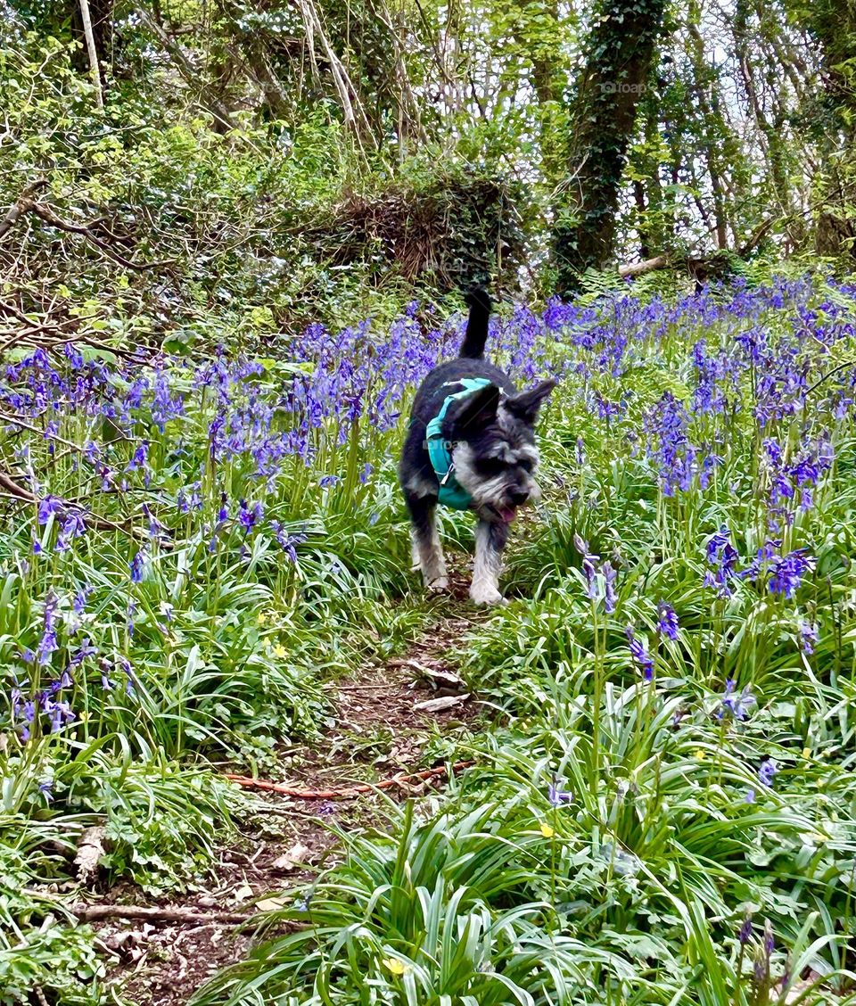 Dog and bluebells