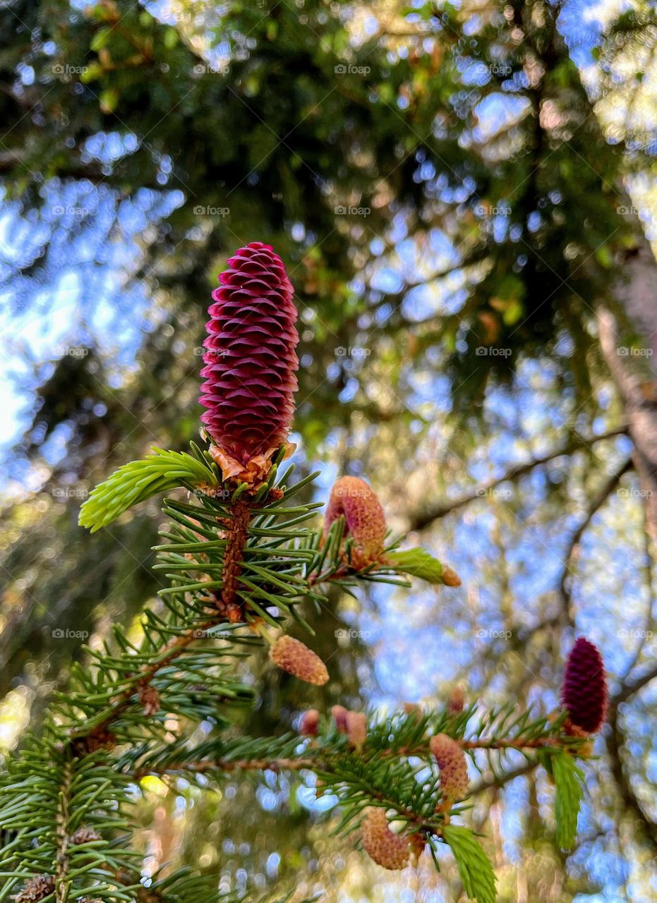 Big brown spruce bud with green tree branches and blue sky on the background