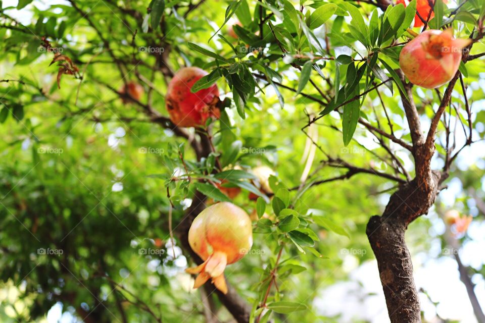 Pomegranates 