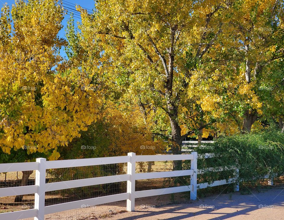 Autumn Trees and White Fence