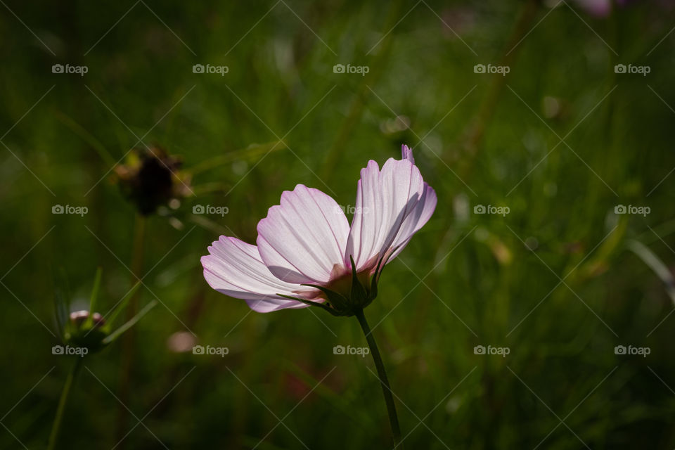 Flower in the sun 