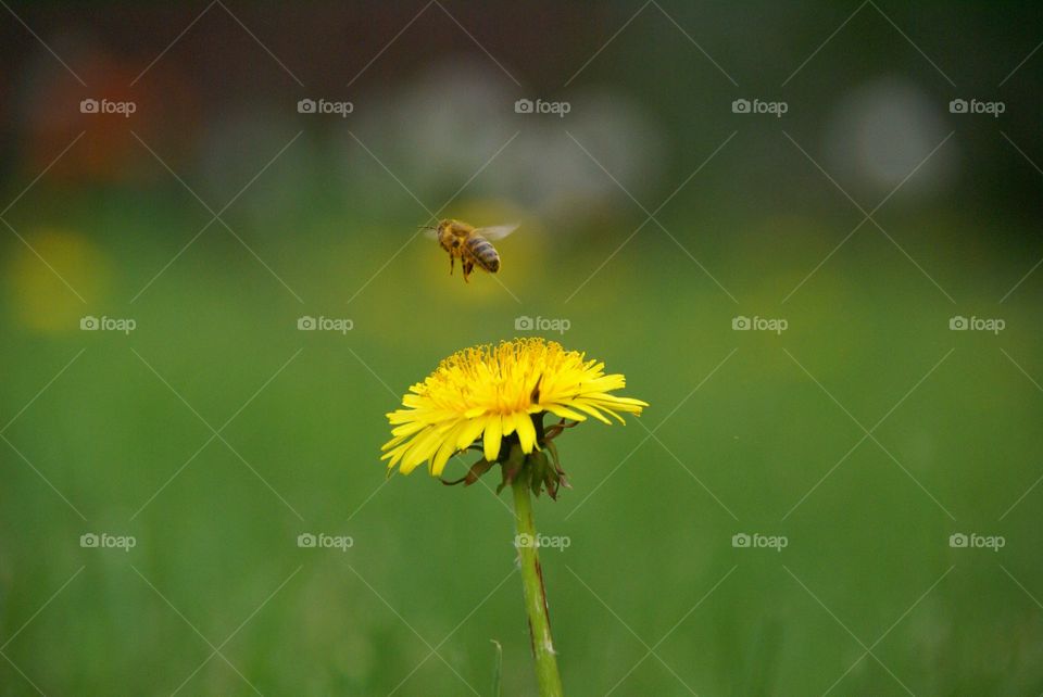Close-up of  bee flying over flower