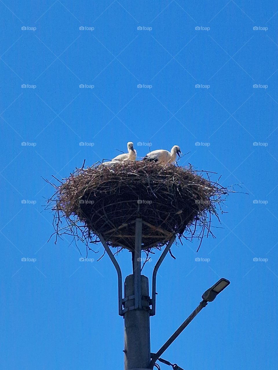 stork family