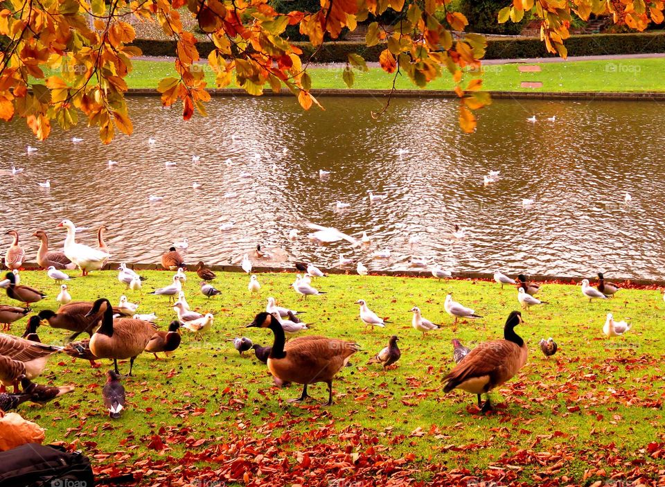 Birds at park