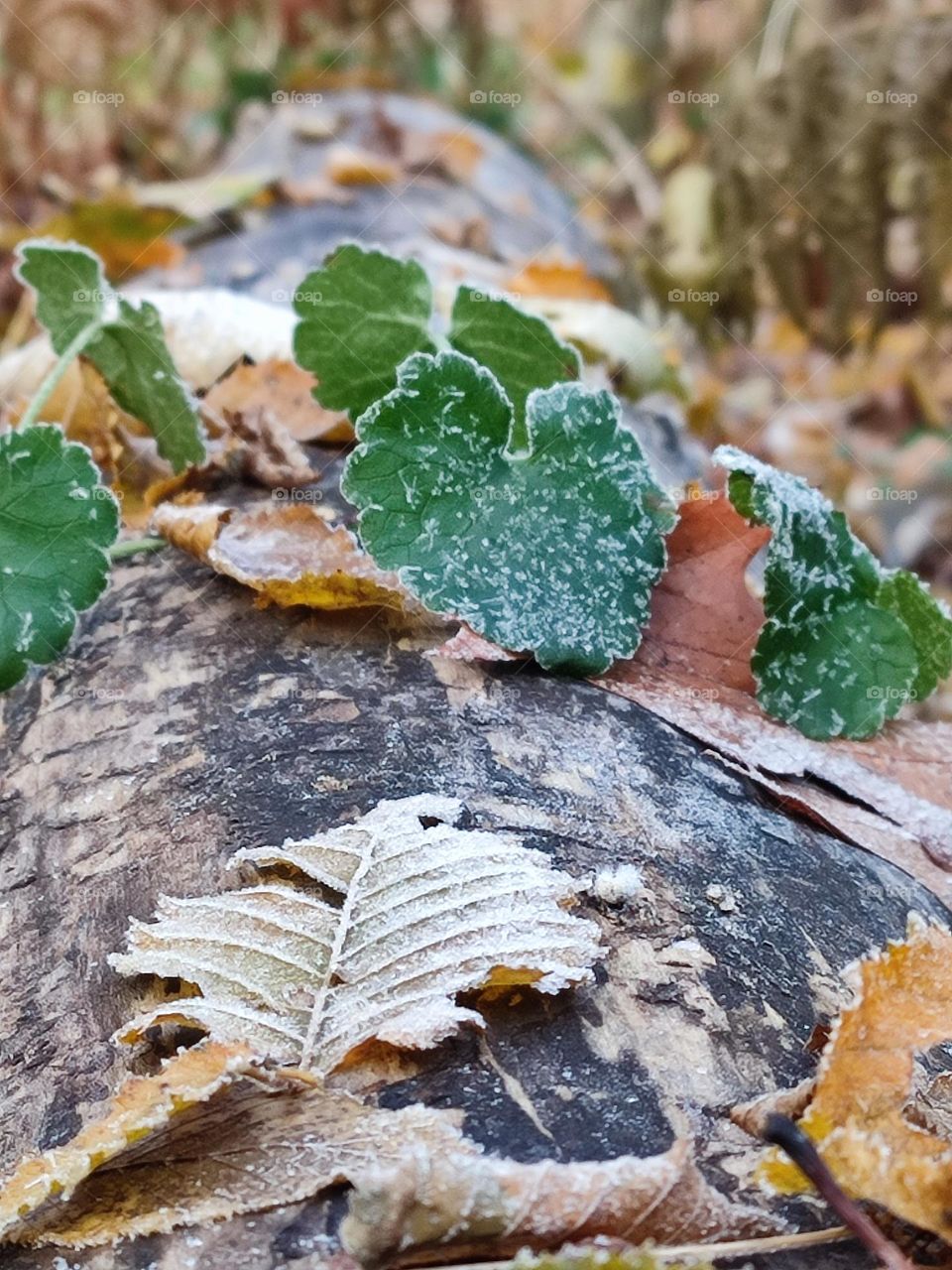 Wood, forest, nature