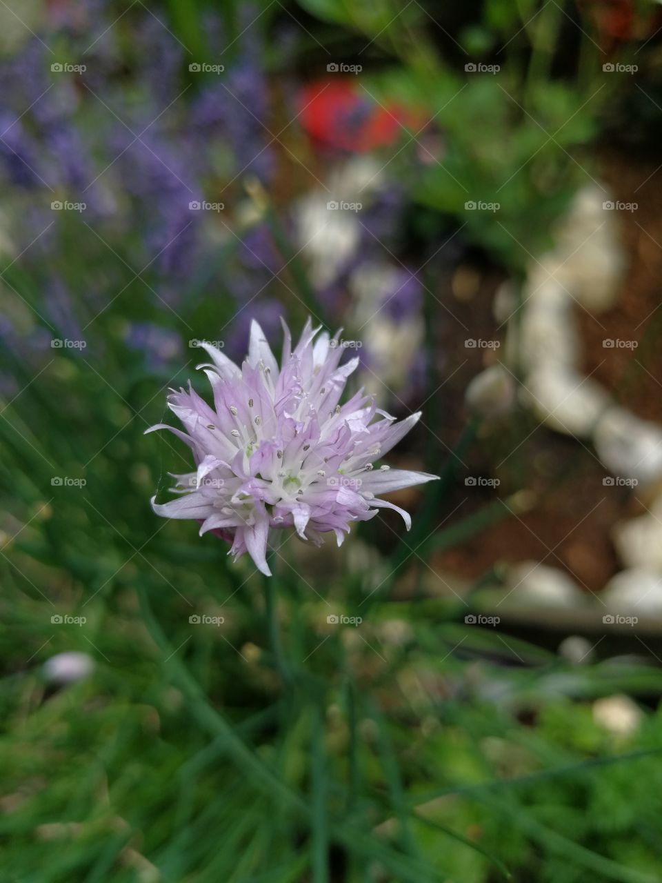 Chives blossom