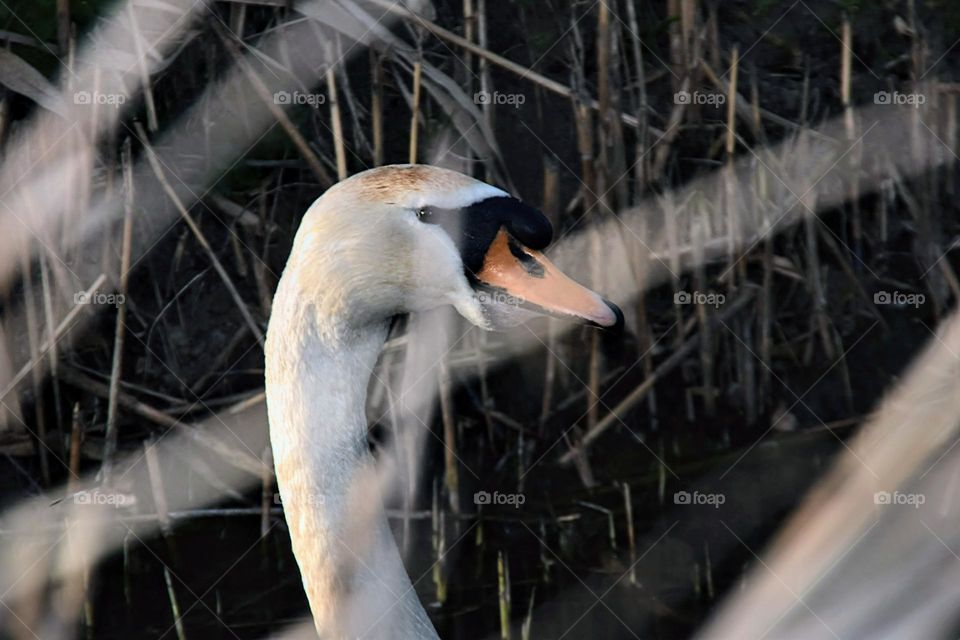 white swan hiding behind plants while swimming in a ditch in The Netherlands