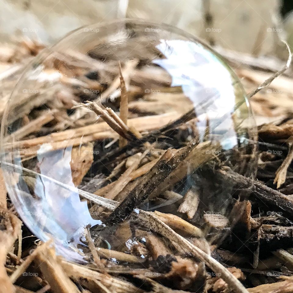 Close-up bubble on log