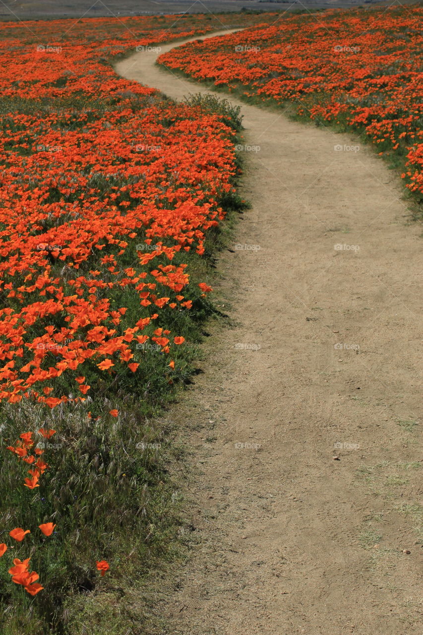 Dirt path in a field of golden poppies