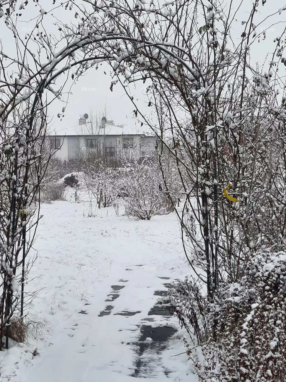 monochrome rose arch in the winter garden
