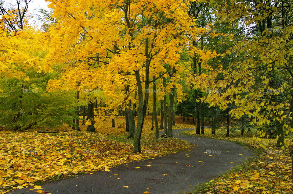 Stary Park, outside Nesvizh Castle, Belarus.