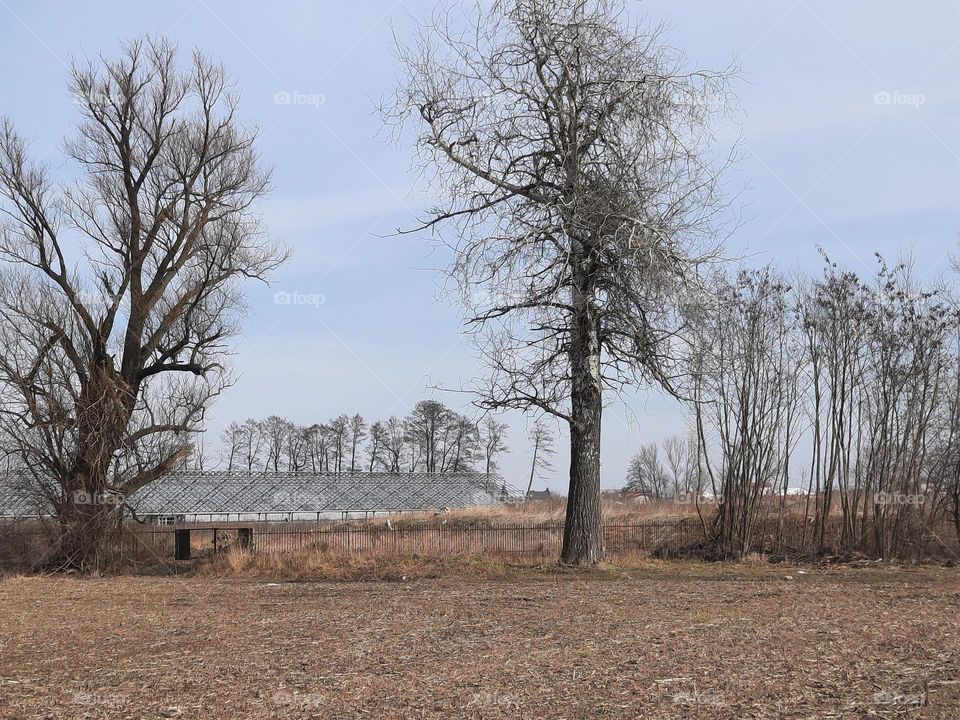 landscape in early spring