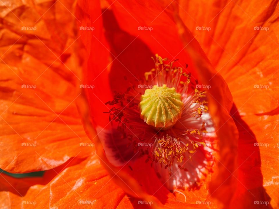 Close up of poppy flower