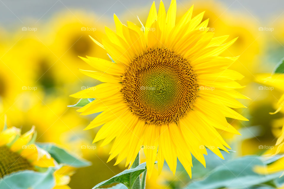 a bright yellow sunflower in bloom growing in a field.