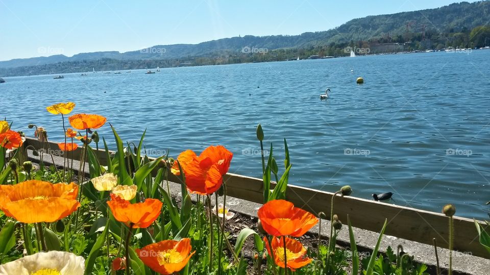 Flowers by Zurich bay - Swiss. Photo taken in April 2015