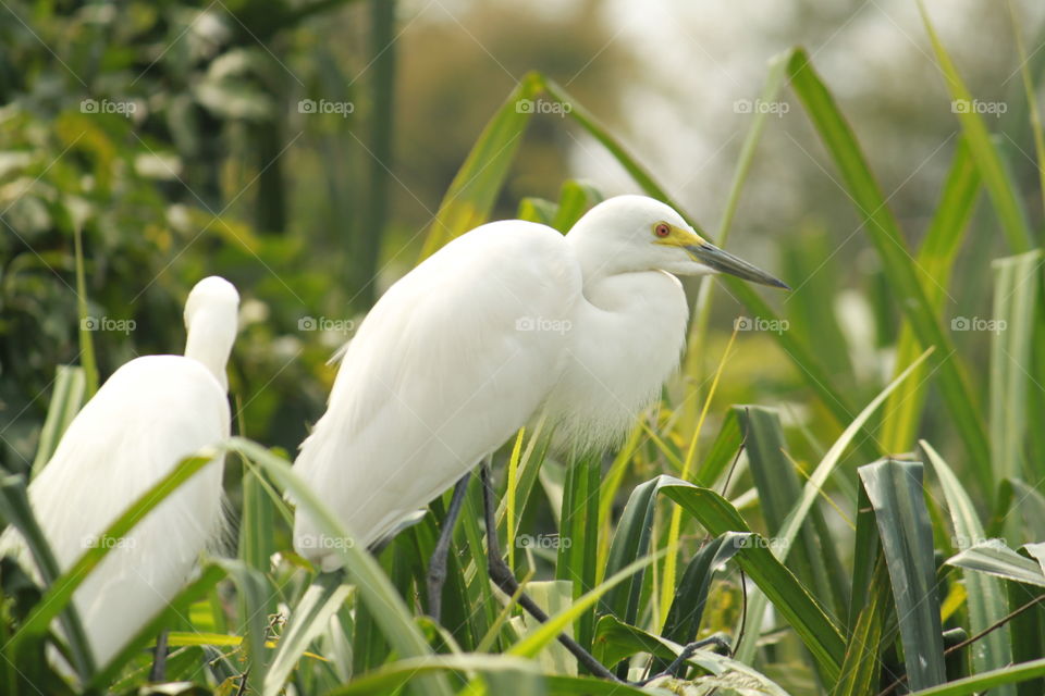 White crane