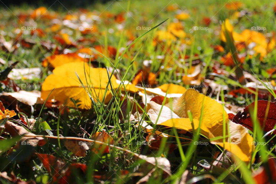 Yellow autumn leaves fallen on the green grass