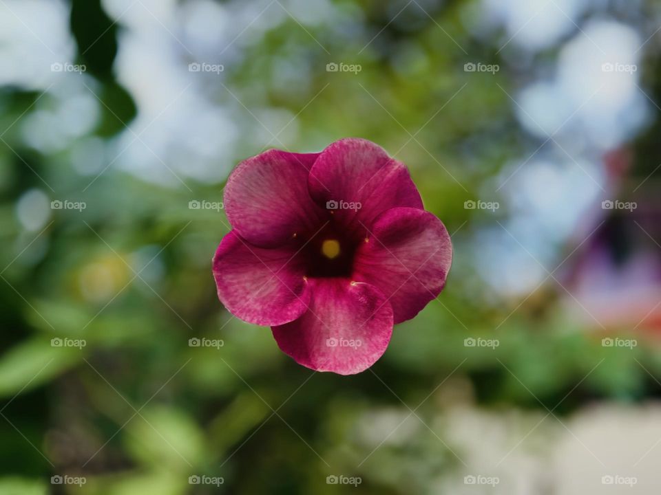 Natural photography - Flower - Allamanda 