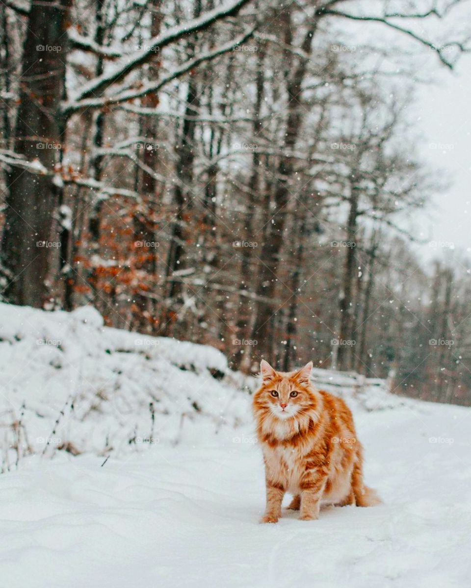 cat in the snow