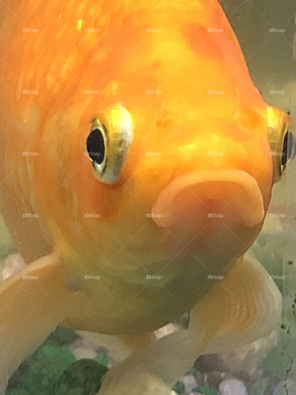Goldfish sweetie