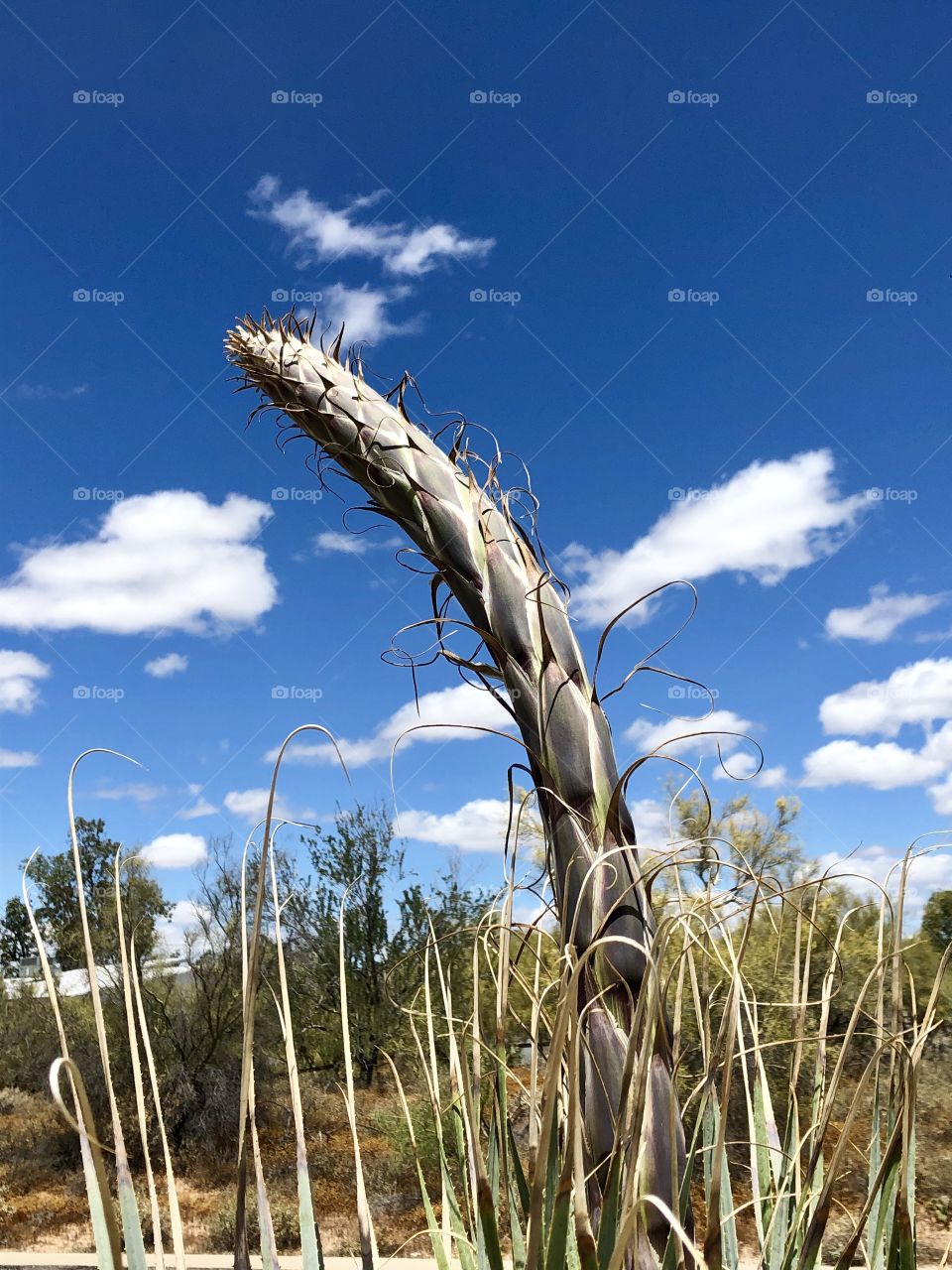Yucca