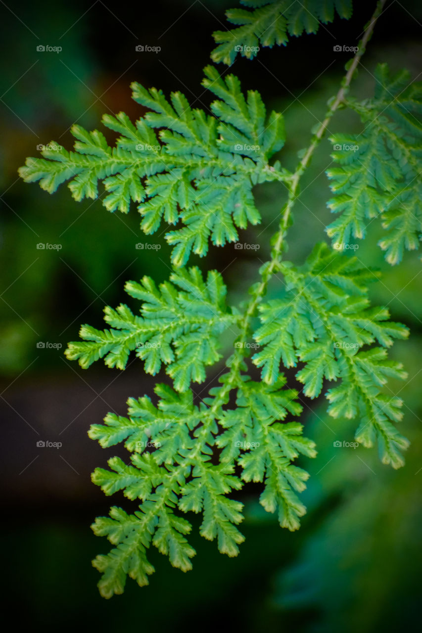 Fern frond near the jungle floor, intricate and bright