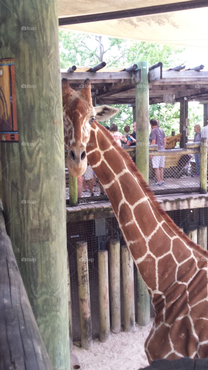 Giraffe Snacking on Bamboo