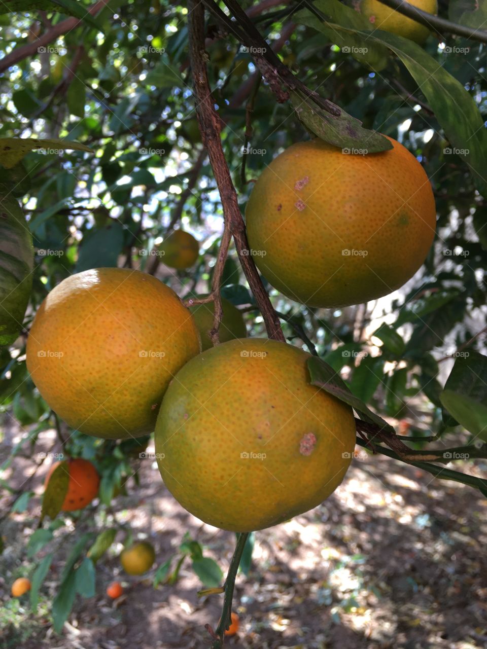 Modéstia à parte, nosso limoeiro está nota 1000!
Que carga que ele deu nessa época. E cada limão bonito...
🍋
Modesty aside, our lemon tree is 1000!
What a load he gave at that time.  And each beautiful lemon ...