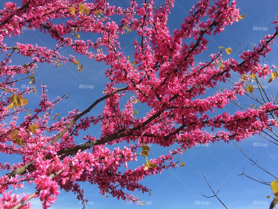 Pink Redbud in Connecticut