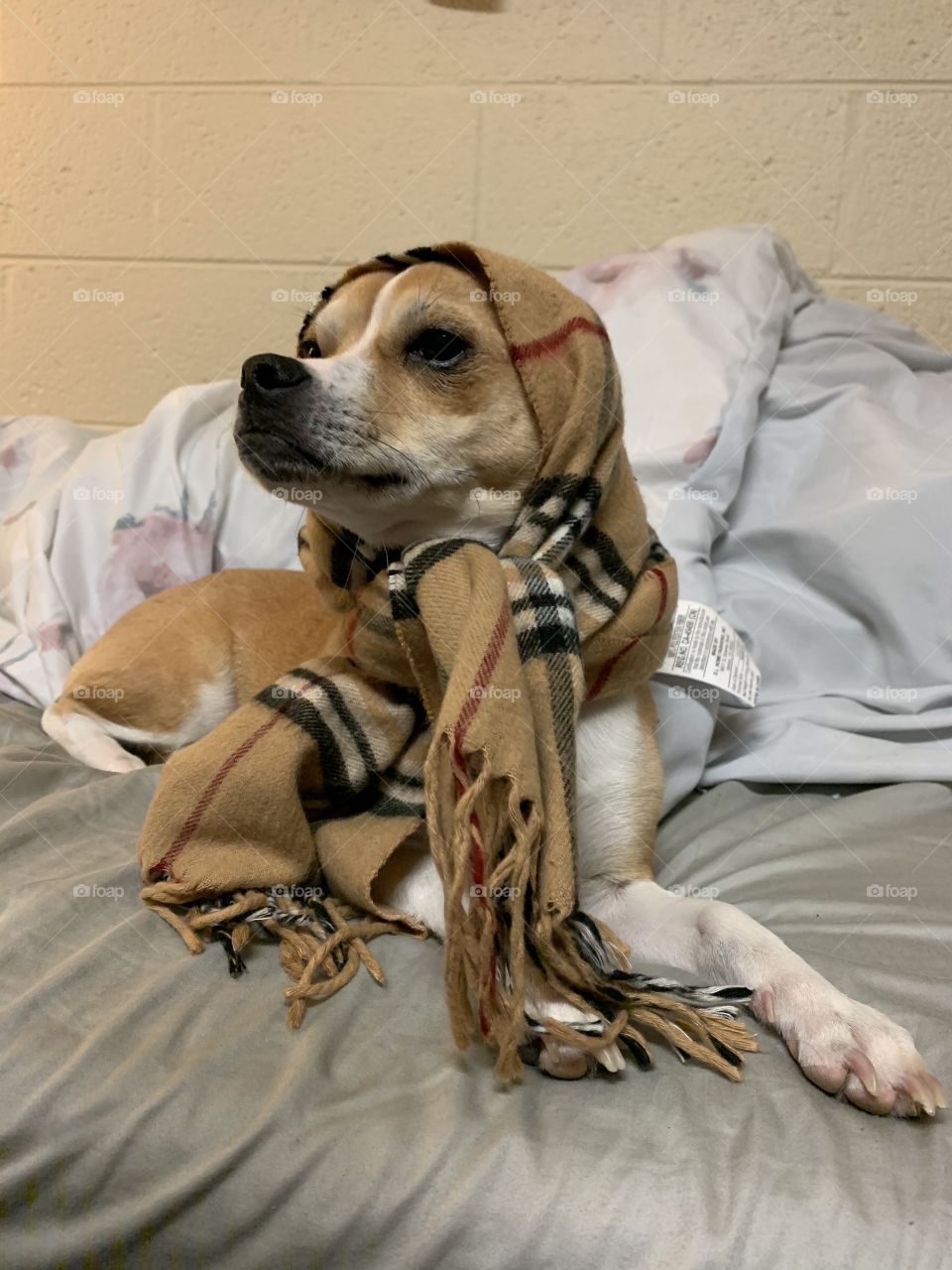 A dog wears a scarf in a head wrap resembling that of an elderly woman from Fiddler on the Roof. 