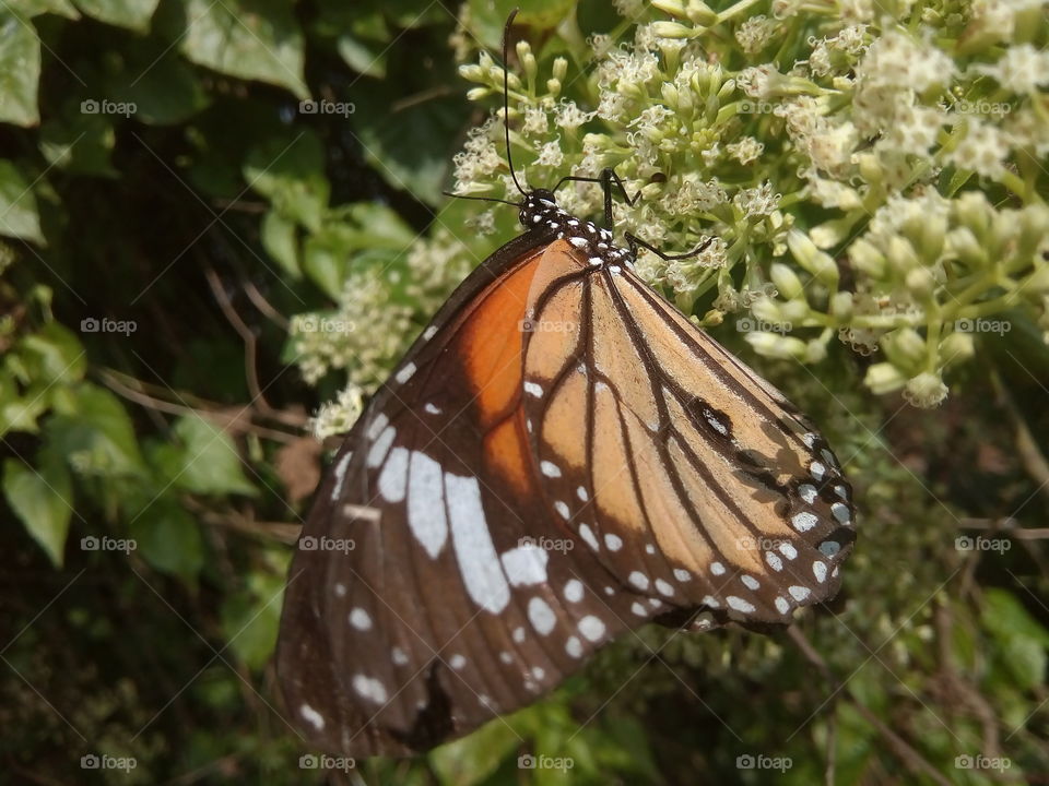 butterfly 2018-01-16 026 
#আমার_চোখে #আমার_গ্রাম #nature #butterfly #animalia #arthropoda #insecta #lepidoptera