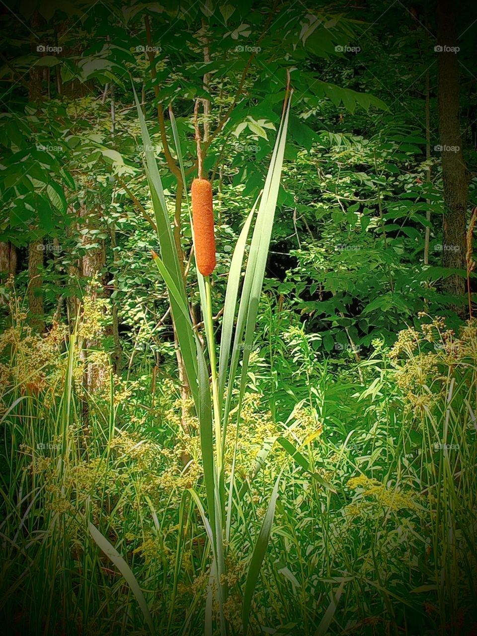 Cattails
