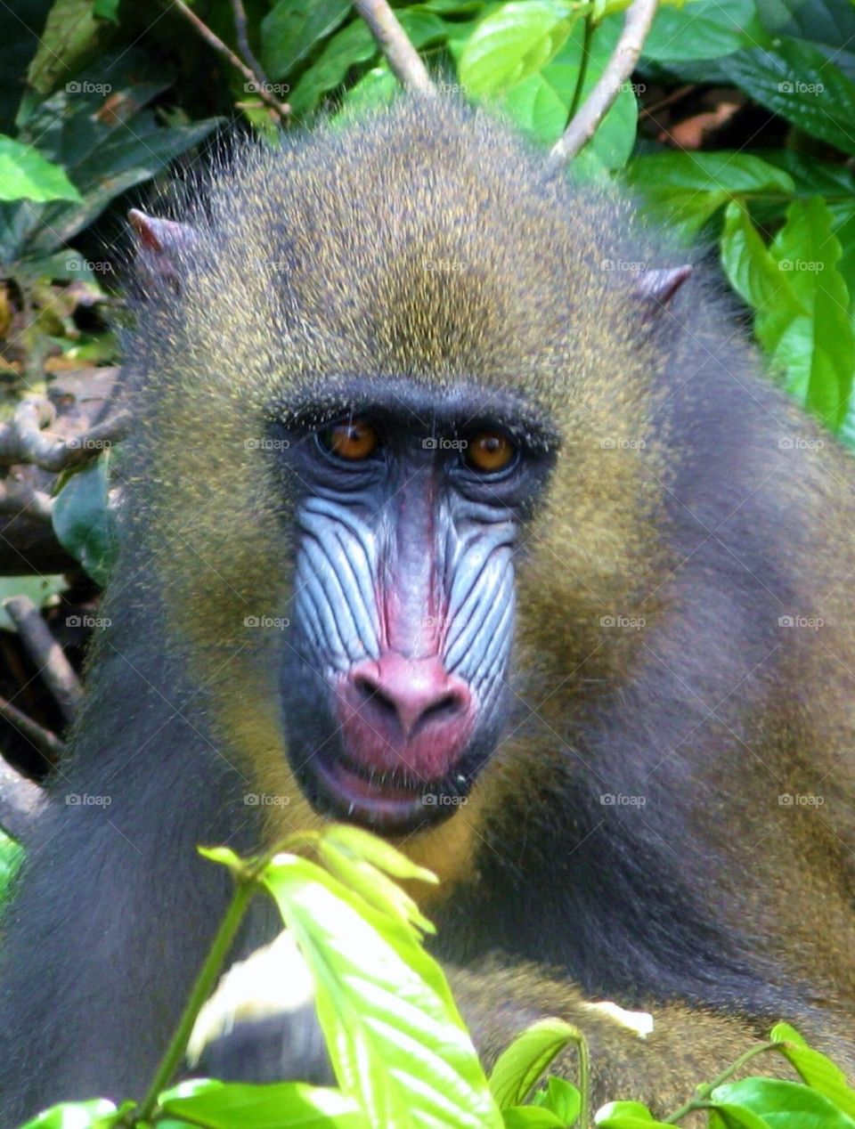 Young Mandrill