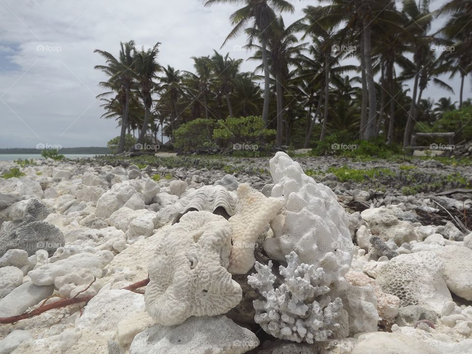 swashes and palm trees