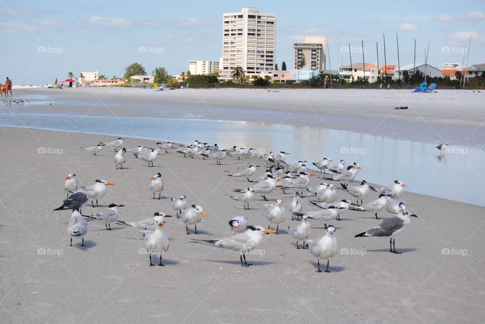 Birds on the Beach