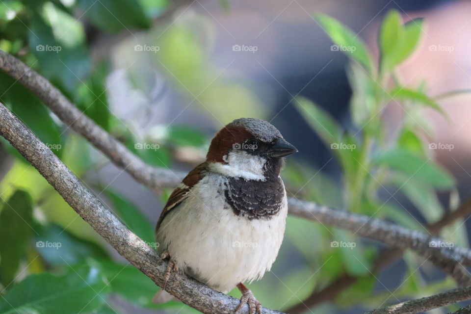 Bird on a branch 