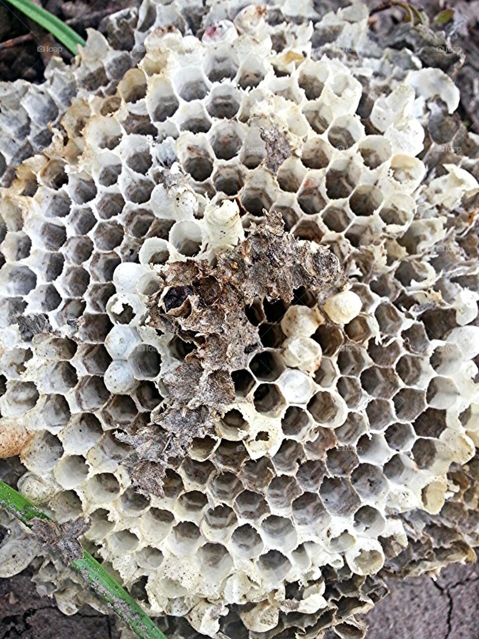 abandoned beehive