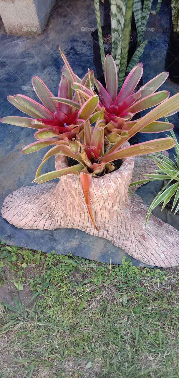 Bromeliads in custom tree stump 2