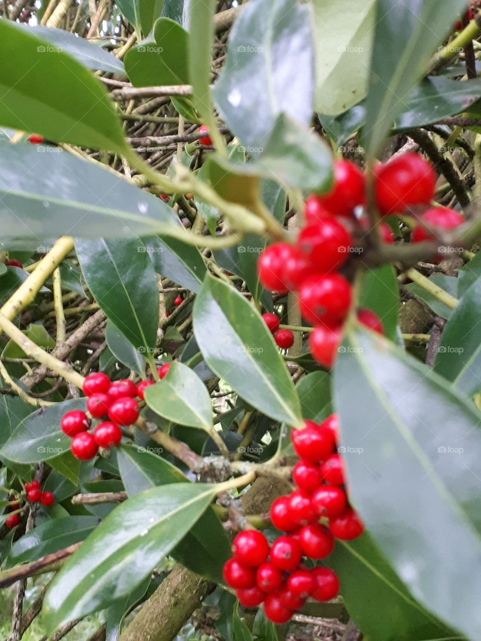 Leaf, Nature, Tree, No Person, Berry