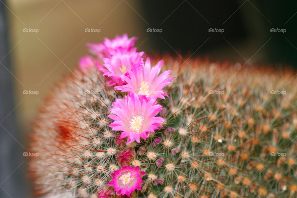 botanical pink flower macro by kshapley