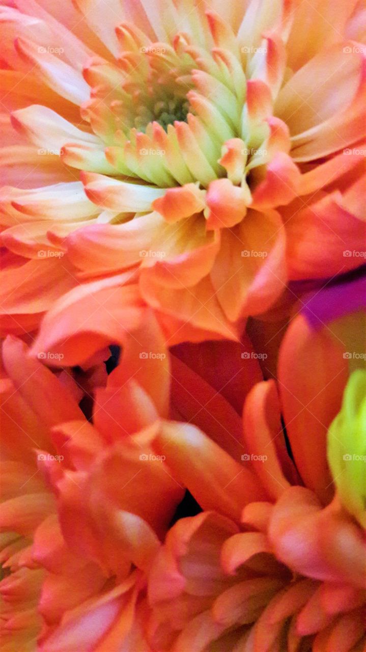 A Multi-coloured Chrysanthemum 