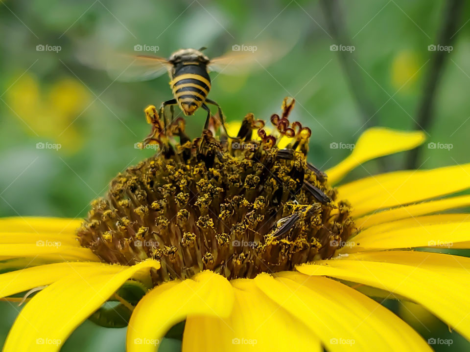Mexican honey wasp flying off from North American common sunflower. The Mexican honey wasp is the only other insect other than the honeybee, that actually gathers honey.