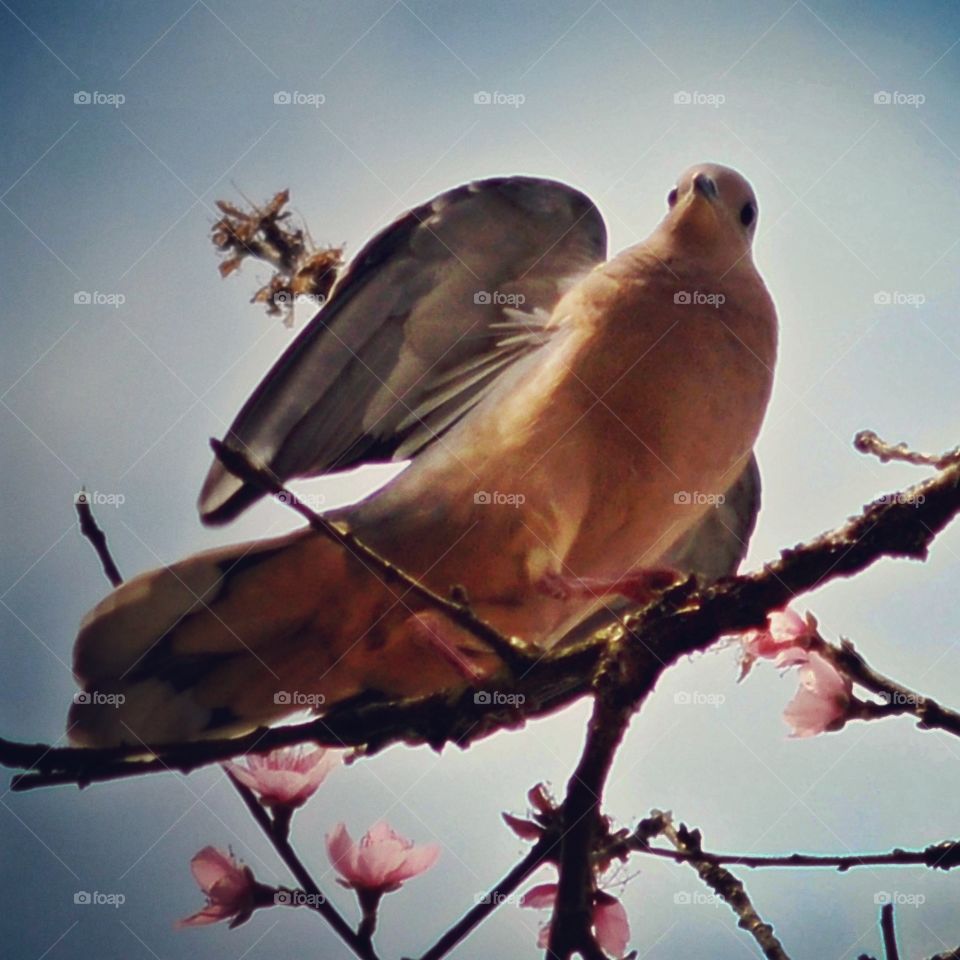 Rola, rolinha ave em árvore pessegueiro  florido