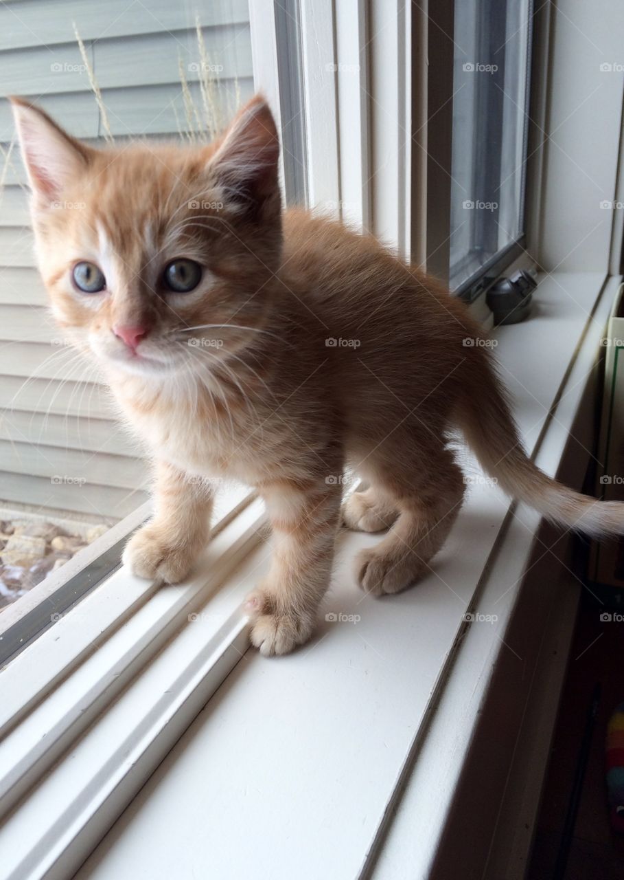 Darling orange tabby cat doing what cats do best...looking adorable in everything he does!! 