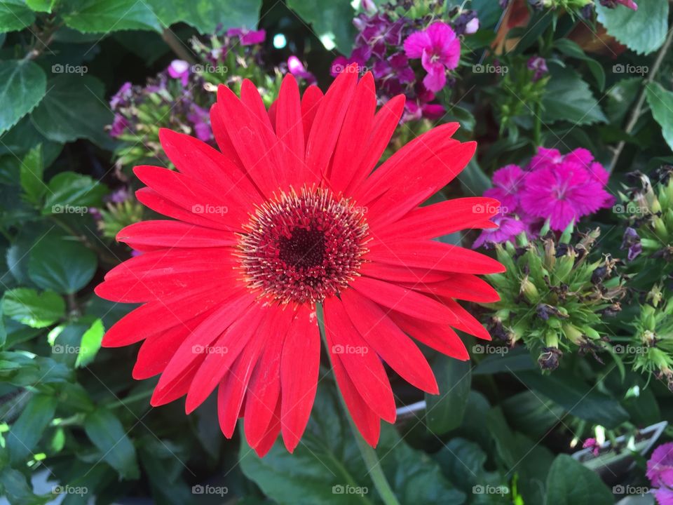 Brilliant red Gerbera Daisy with green leaves and purple Impatiens in the background.