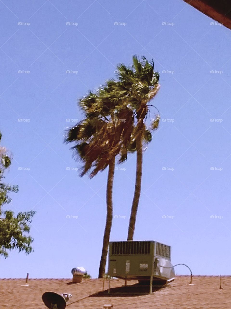 The tallest palms
